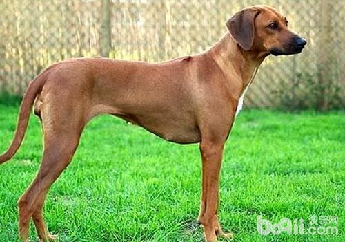 犬寄生蟲性皮膚病之蜱蟲感染
