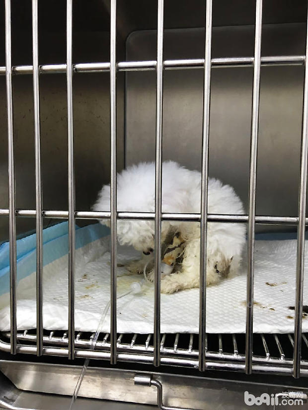 比熊犬細小病毒病的治療