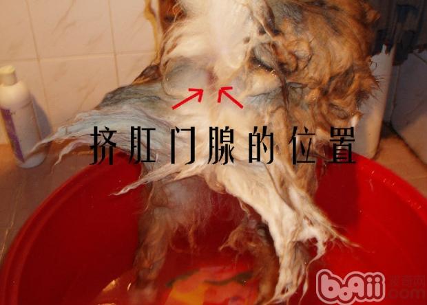 狗狗肛門腺的檢查的重要性