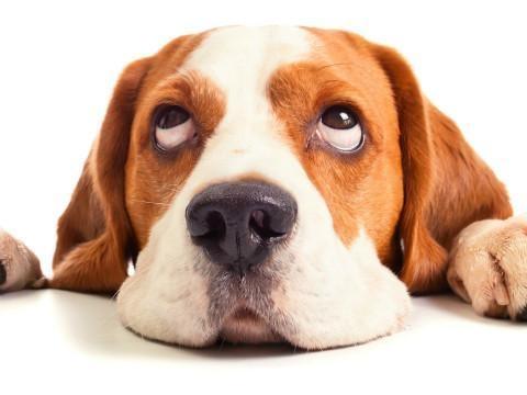 狗狗便秘怎么辦？狗狗便秘如何防治？