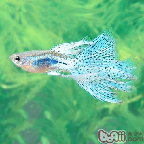 孔雀魚的飼養對水質有何要求