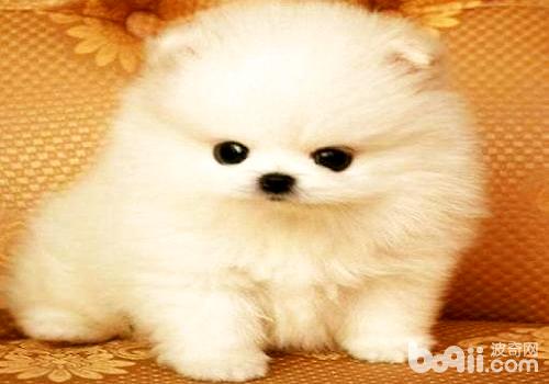 博美犬患有傳染性支氣管炎應該怎么治療？