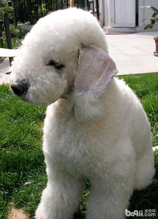 貝靈頓梗犬繁殖期間的護理