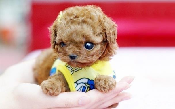 茶杯犬喜歡抓咬家具如何處理 