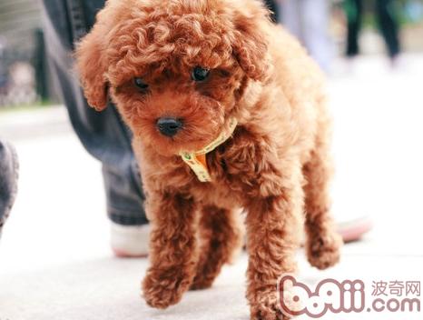 讓泰迪犬記住它的名字的方法