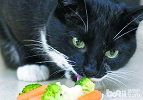 素食害死貓?