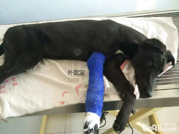 犬前腿、下頜骨骨折及常見的治療方法