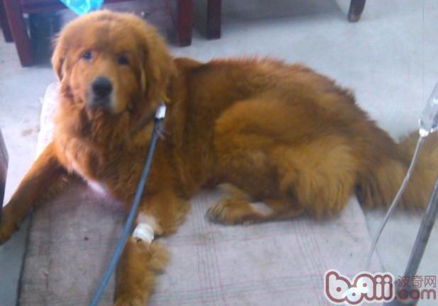 犬瘟熱的防治