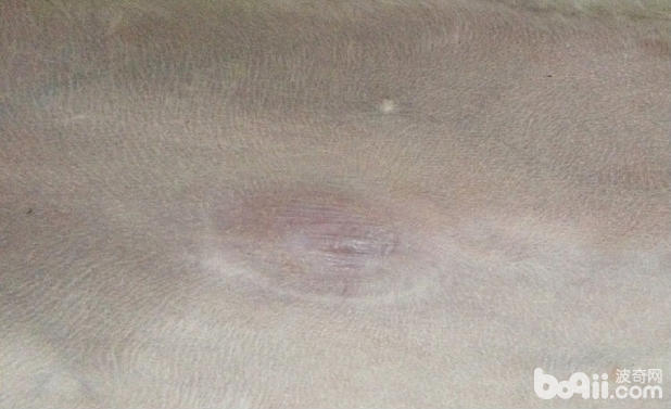 犬臍疝的診斷及手術方法