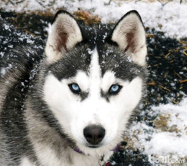 如何給阿拉斯加犬洗澡