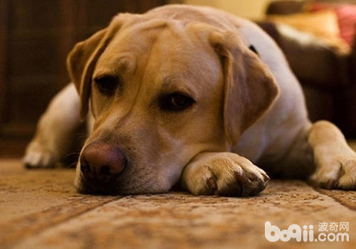 犬體外寄生蟲會誘發出哪些疾病