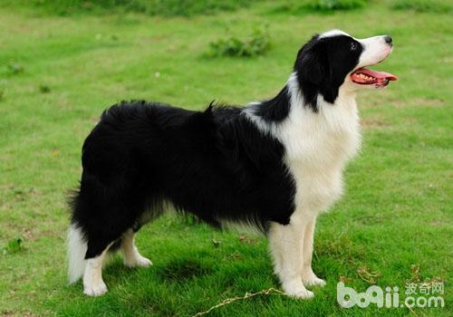 邊境牧羊犬異常掉毛怎么辦