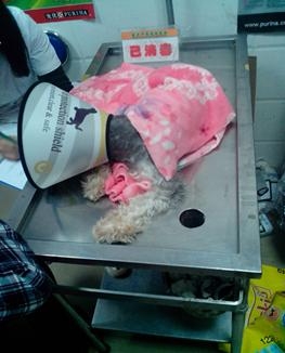 一例犬股骨骨折的內固定手術治療