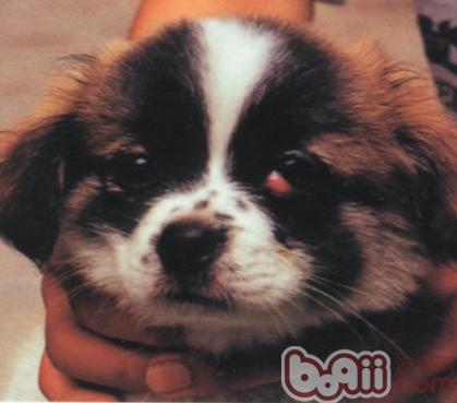 <a href=/ target=_blank class=infotextkey>寵物</a>犬第三眼瞼突出癥狀和治療方法