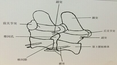 犬椎間盤疾病的診斷