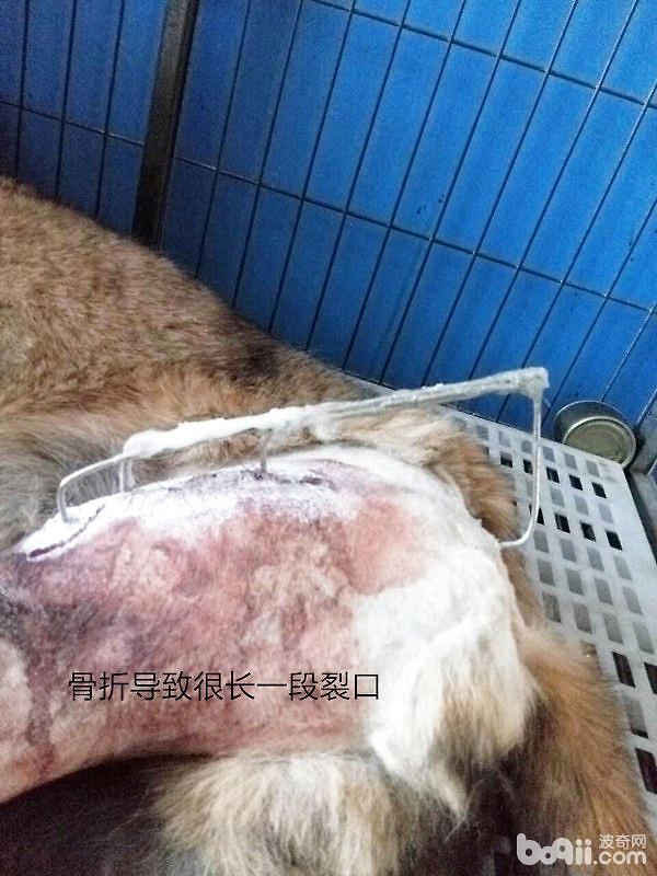 犬幾種病例的傷口處理