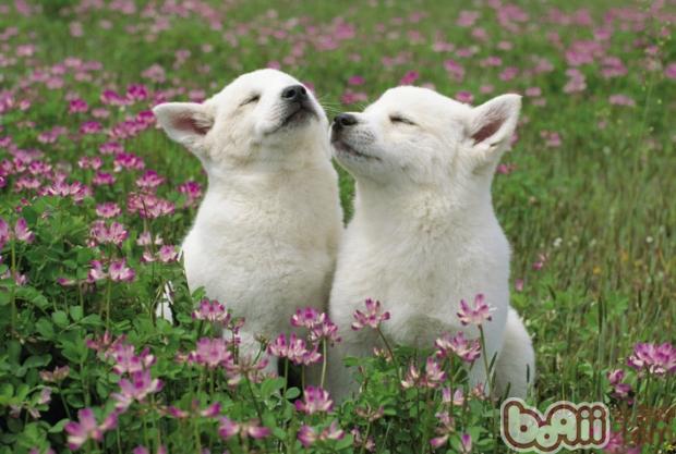 如何糾正<a href=/zhonglei/gou/ target=_blank class=infotextkey>狗</a>狗護食的壞習慣