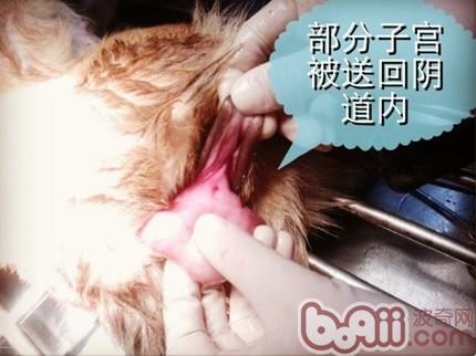 一例典型犬子宮脫出病例的解析