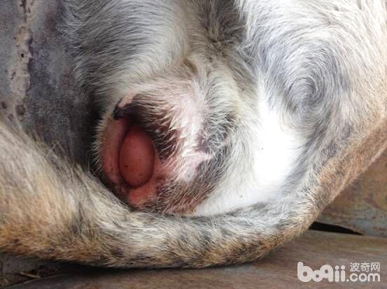 犬陰道脫的診斷及治療心得