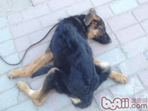 一例牧羊犬嚴重腸套疊病例分析