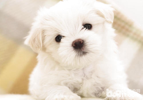 如何處理<a href=/zhonglei/gou/ target=_blank class=infotextkey>狗</a>狗感冒