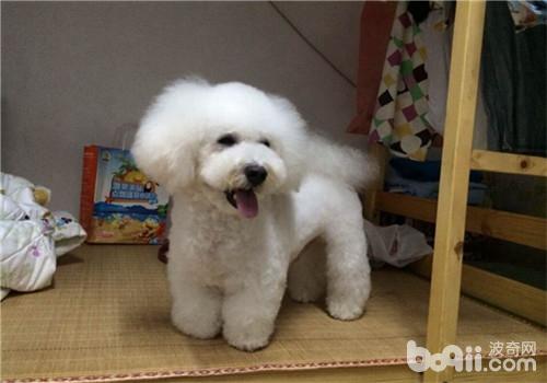 犬副傷寒病的病原分析