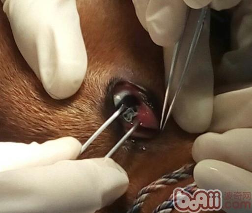 犬結膜吸吮線蟲病的診治