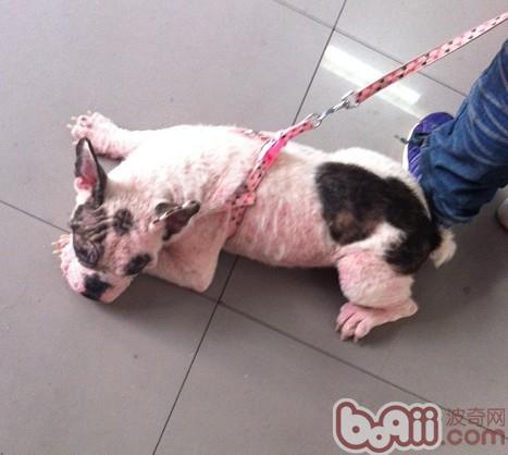 犬的常見皮膚病（三）疥螨感染