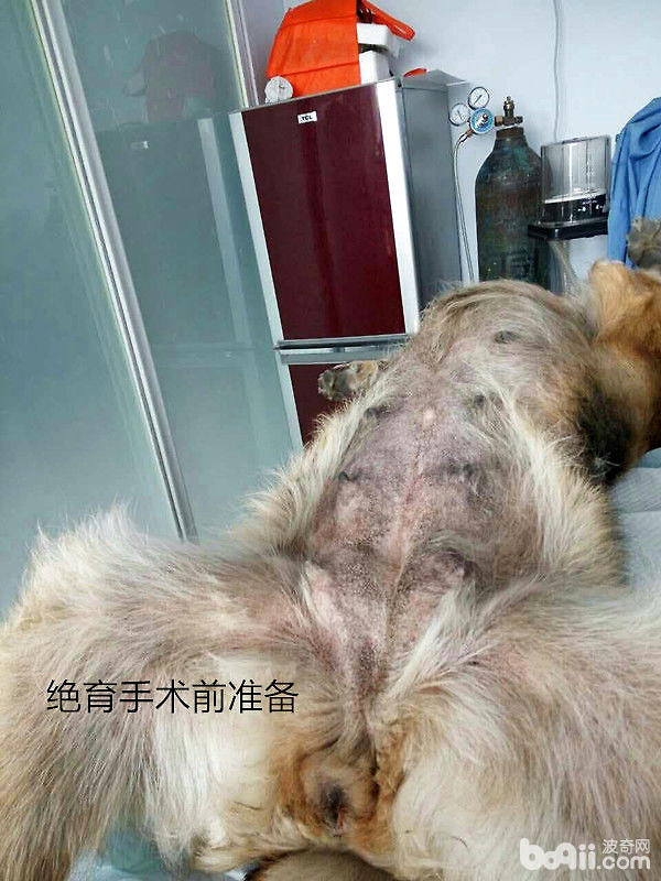 犬幾種病例的傷口處理
