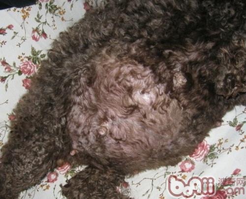 犬發情期與懷孕期的事項