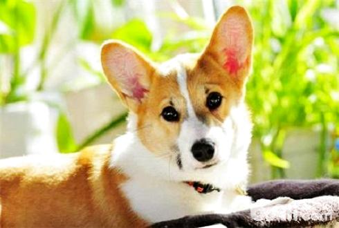 狗皮膚病怎么辦？犬真菌皮膚病