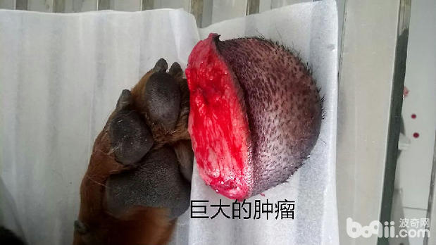 德國牧羊犬的腫瘤案例