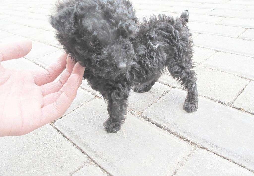 貴賓犬毛發稀疏怎么辦？