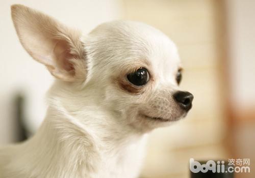 犬急性胃炎的病因及癥狀