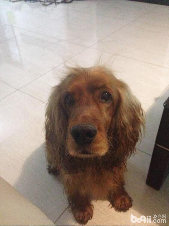 犬膈疝的診斷與治療