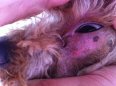 犬皮膚病的發病原因及防治調查報告