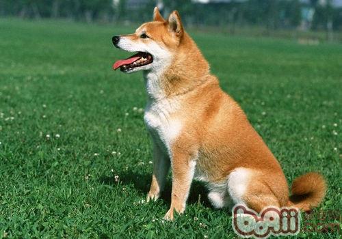 防治狗狗肛門腺發炎