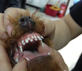 狗狗缺鈣了怎么辦