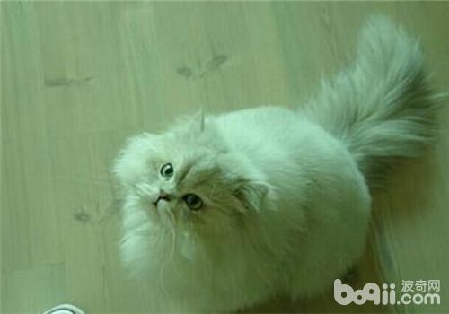 如何飼養老齡<a href=/zhonglei/mao/ target=_blank class=infotextkey>貓</a>咪