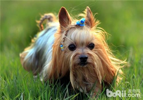 犬肺吸蟲的防治措施
