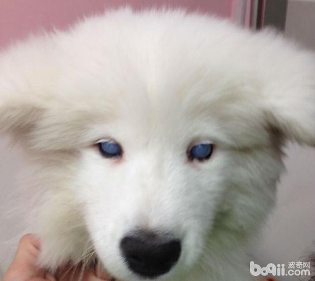 一例犬傳染性肝炎病例治療報告