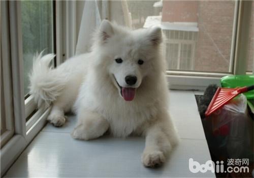 如何防治犬佝僂病