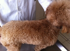 犬皮膚病的發病原因及防治調查報告