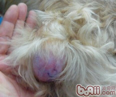 犬乳腺腫瘤的防治方法