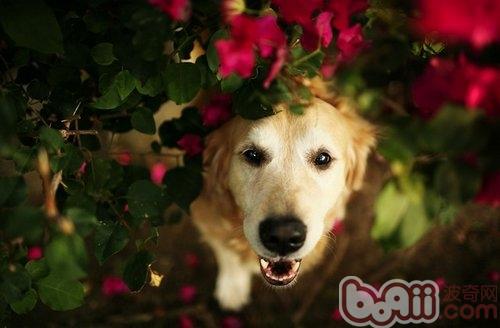 什么時候訓練金毛犬最好