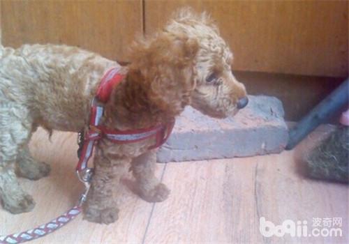 犬蛔蟲病的診斷及防治