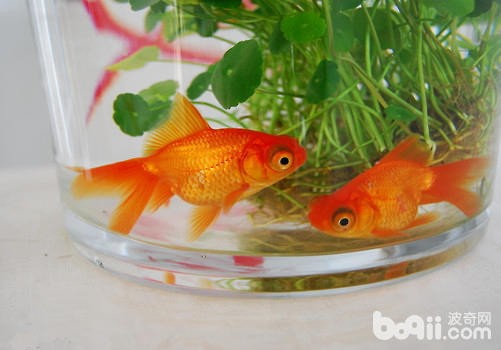 水溫對觀賞魚的重要性