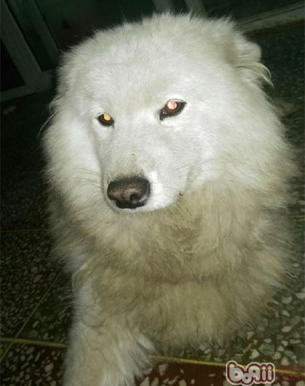 犬車禍后脊椎骨折的治療