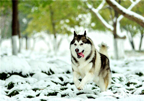 <a href=/zhonglei/gou/ target=_blank class=infotextkey>狗</a>狗肝腹水的癥狀與治療方法