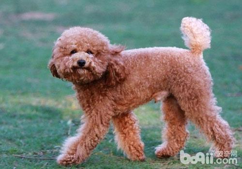 如何應對泰迪犬咳嗽的問題